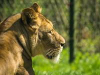 Löwin, seitliches Portrait